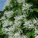 Chionanthus retusus (2)